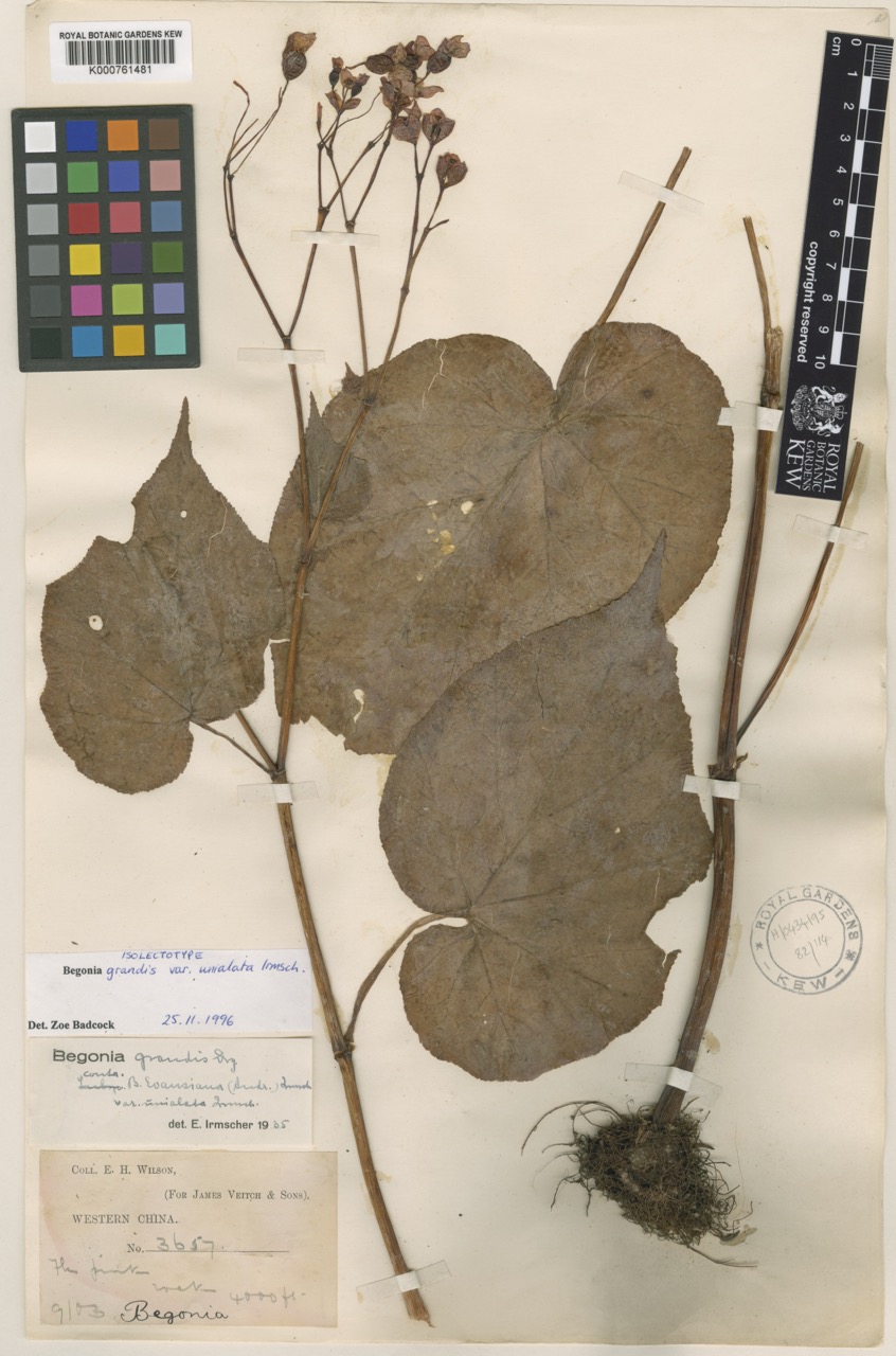 B. grandis ssp. evansiana var. unialata
